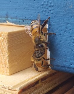 zwei Bienen