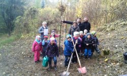 Eine Blutbuche in Bleicherode