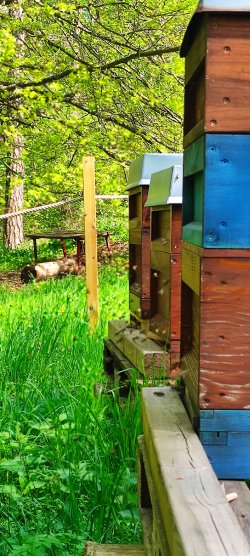 Lehrbienenstand