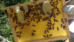 Bienen im Schullandheim
