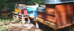Bienenstand bei schönen Wetter