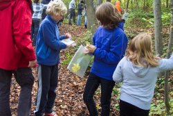 Baumwanderung