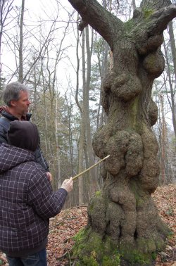Besondere Naturerscheinungen - Baumwanderung