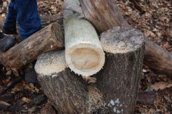 Rohstoff Holz