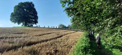 Ahörner auf dem Baderberg am Brehm-Rundwanderweg